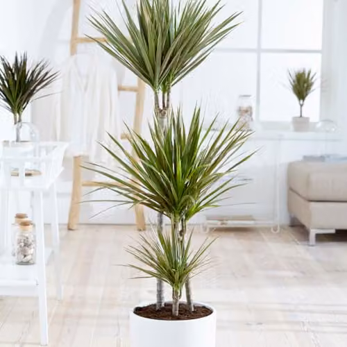 YouGarden Dracaena Bicolor Three Stem Indoor Houseplant with Green, White and Red Edged Foliage in a 24cm Pot