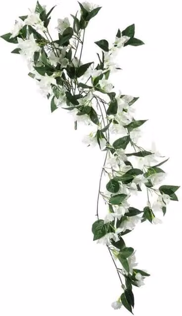 KDMD Essential White and Green Bougainvillea Bush Potted Plant
