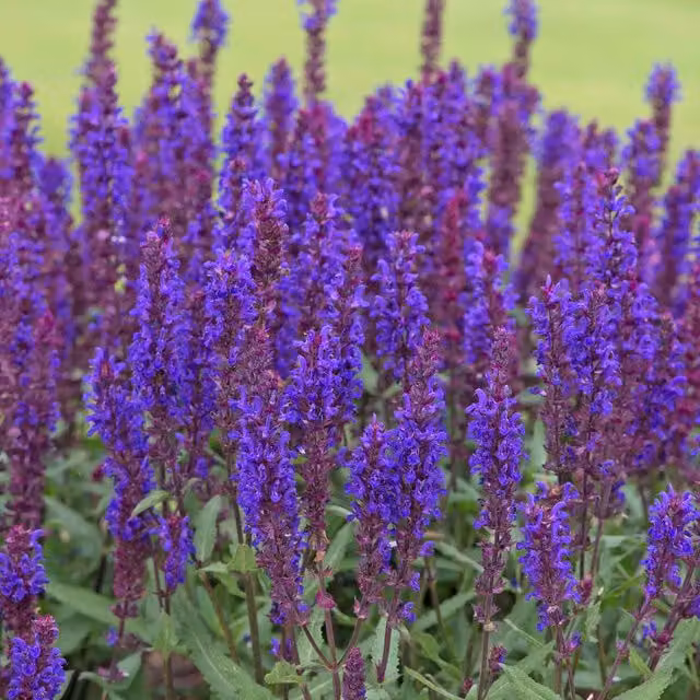 Marshalls Garden Salvia Salvatore Blue Flower Seeds