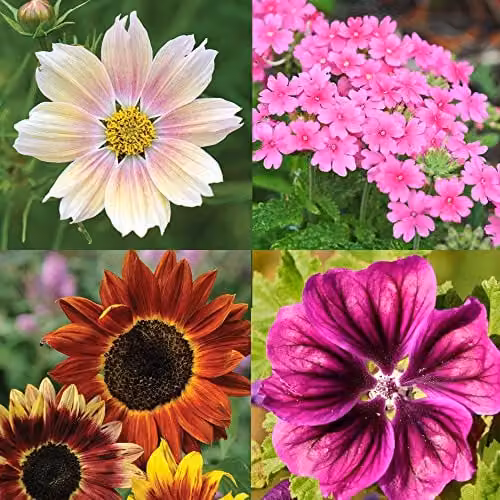Thompson & Morgan Lucky Dip Seed Packet Collection with a Multicolour Variety of Flowers, Wildflowers, Vegetables and Herbs, 5 x Seed Packets