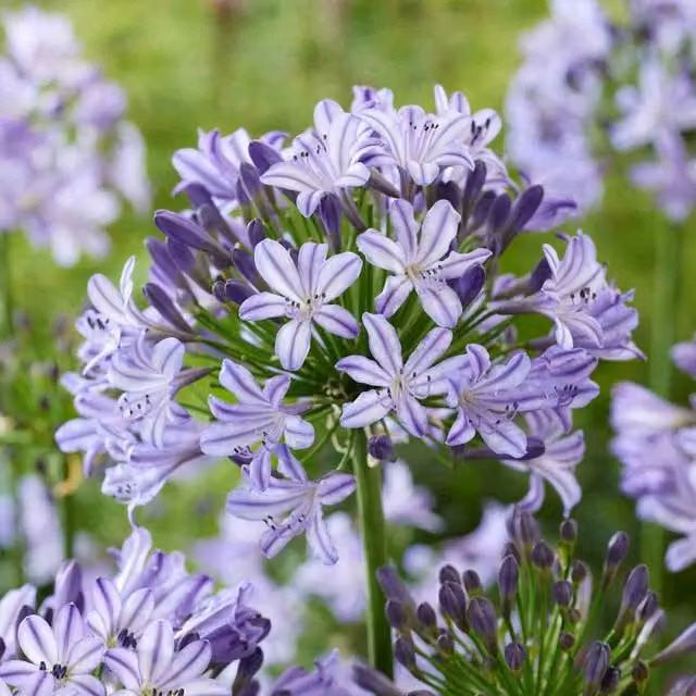 Marshalls Garden Purple Agapanthus Poppin Star Perennial Outdoor Plant