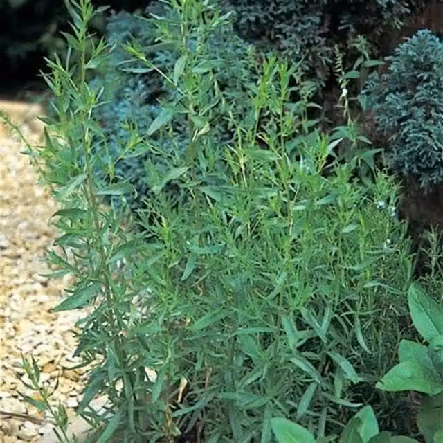 Set of 3 Artemisia Primrose Herb Garden Bedding Plants in 9cm Pots, Green and White