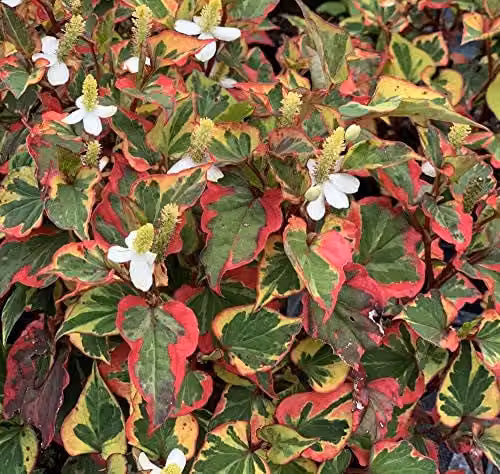 Thompson and Morgan Houttuynia Cordata Chameleon Hardy Perennial Flowering Garden Plant, 1 x 9cm Pot