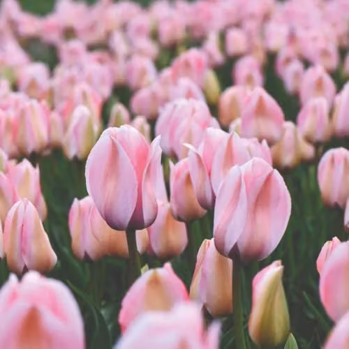 Thompson & Morgan Tulip Bella Blush Darwin Hybrid Bulbs, Pink and Peachy Striped, 16 Bulbs – 4