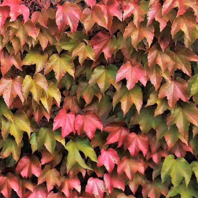 Plant Theory Parthenocissus Tricuspidata Veitchii Burgundy Potted Climbing Plant in Green and Multicolour