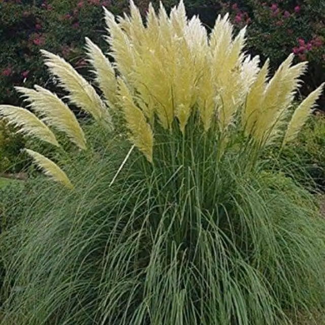 Direct Plants Cortaderia Selloana White Pampas Grass Perennial Plant in a 3 Litre Pot