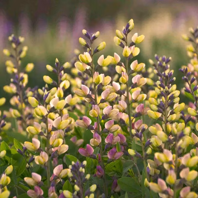 Marshalls Garden Baptisia Decadence Pink Lemonade Perennial Plant, Pink and Yellow
