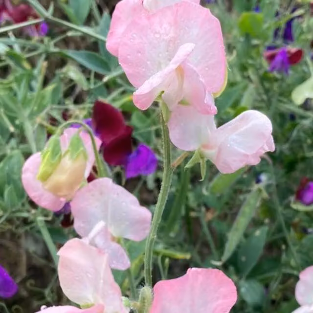Plants By Post Lathyrus Crown Special Mixed Pastel Summer Climber in Pink and White