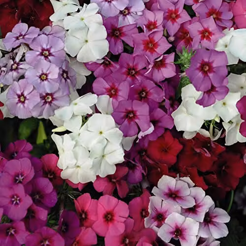 Thompson and Morgan Phlox drummondii Dwarf Beauty Mixed Annual Flower Seeds, Red, Pink, Lilac and White, 150 Seeds – 2