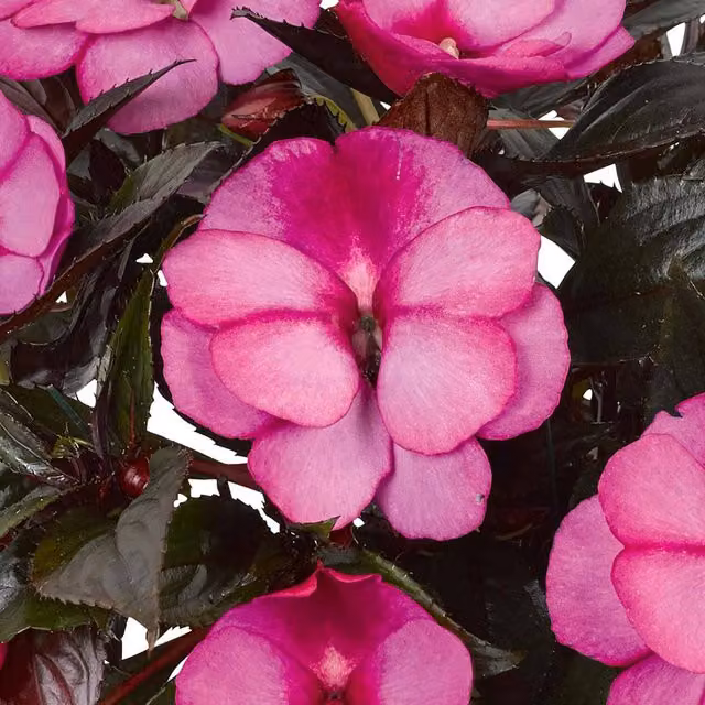 Marshalls Garden Busy Lizzie Impatiens walleriana Bicolour Lilac Dark Leaf Bedding Plant, 9cm Pot