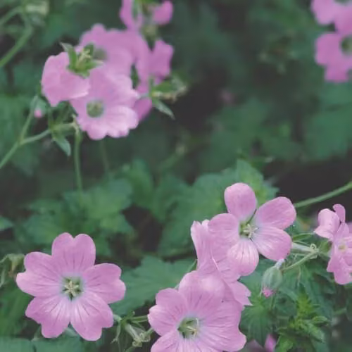 Thompson and Morgan Geranium endressii Pink Hardy Perennial, 2 x 9cm Pots – 2