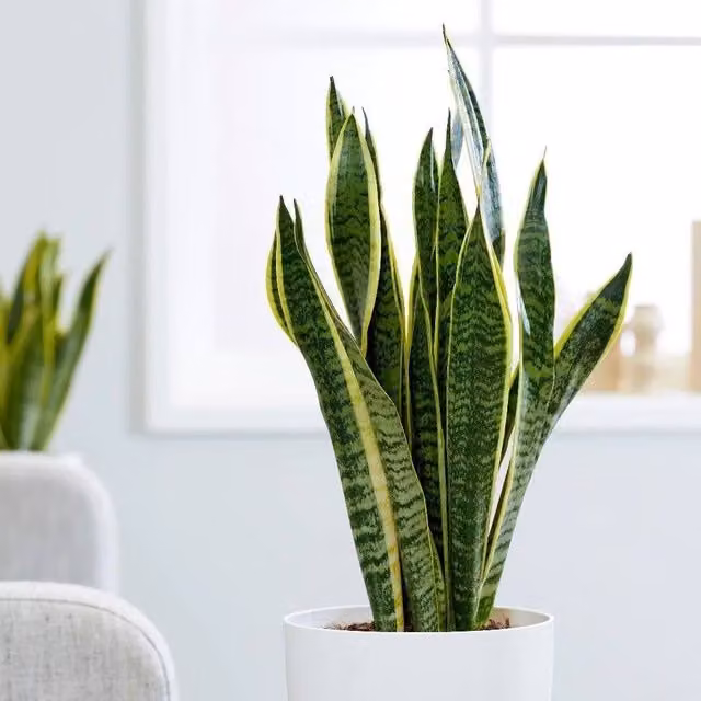 Primrose Variegated Sansevieria Mother-In-Laws Tongue Snake Plant in a 14cm Green Pot