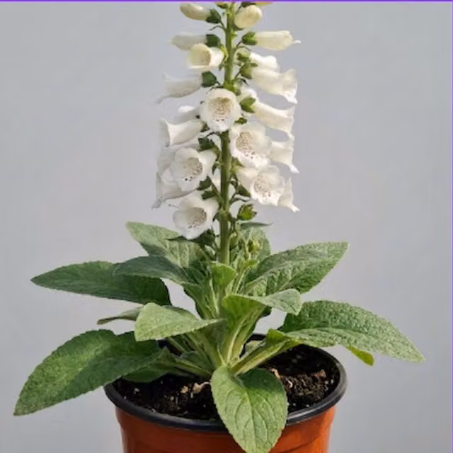 Plants by Post White Digitalis Perennial Outdoor Plant, 3L