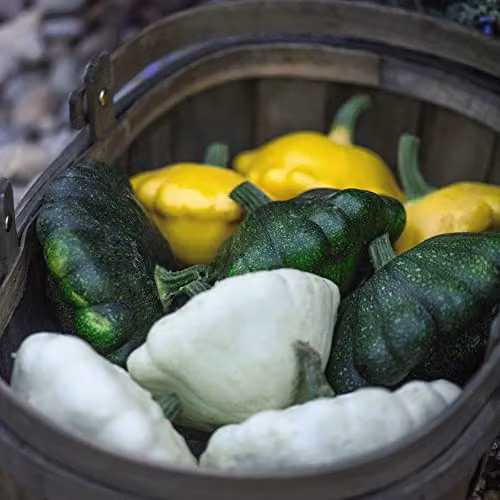Thompson and Morgan Patty Pan Squash Summer Mix F1 Hybrid Cucurbita Pepo Vegetable Seeds, Approx. 6 Seeds