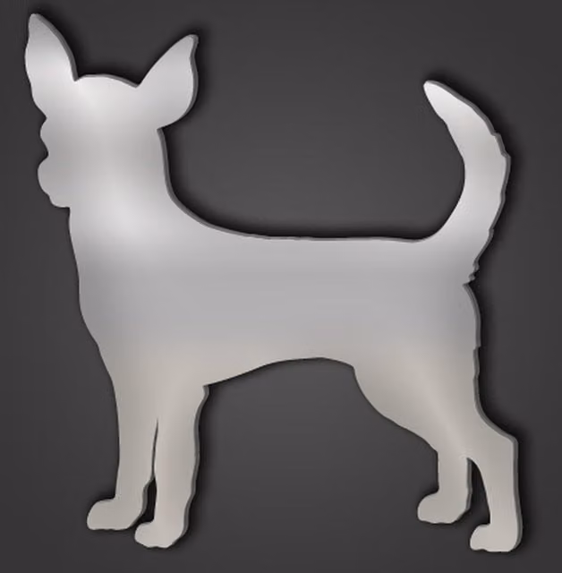 Short Haired Chihuahua Silver Acrylic Mirror, Diameter: 50 cm