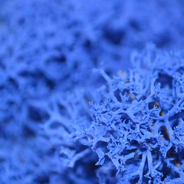 Natural Crafts Coloured Reindeer Moss in Royal Blue