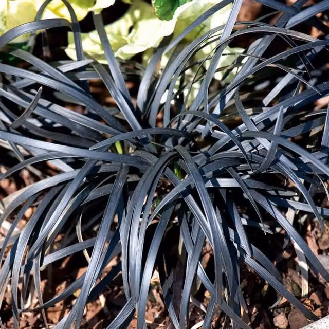 Marshalls Garden Ophiopogon planiscapus Nigrescens Black Hardy Evergreen Perennial Plant