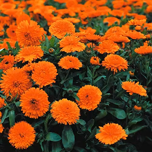 Thompson and Morgan Calendula Officinalis Candyman Orange English Marigold Flower Seeds, 100 Seeds – 1