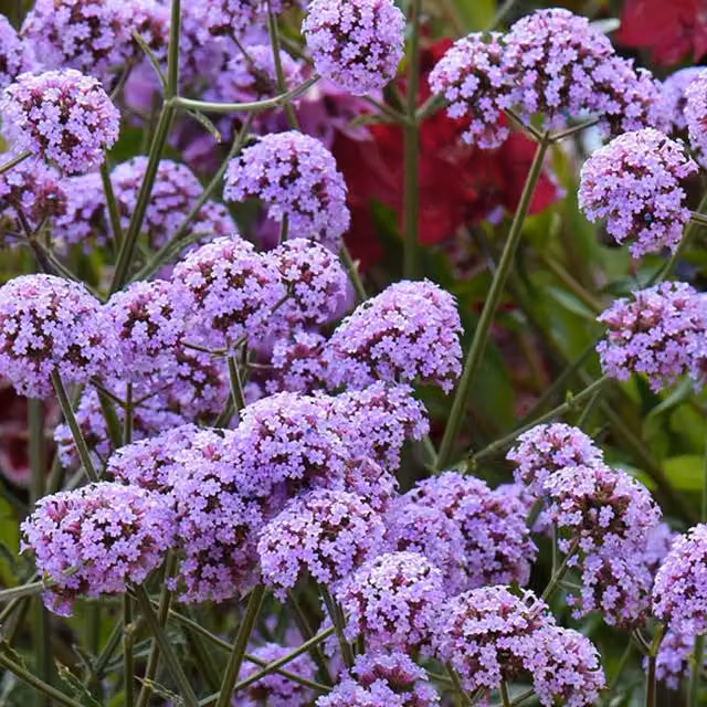 Thompson & Morgan Verbena Bonariensis Purple Perennial Garden Ready Plants, Pack of 30