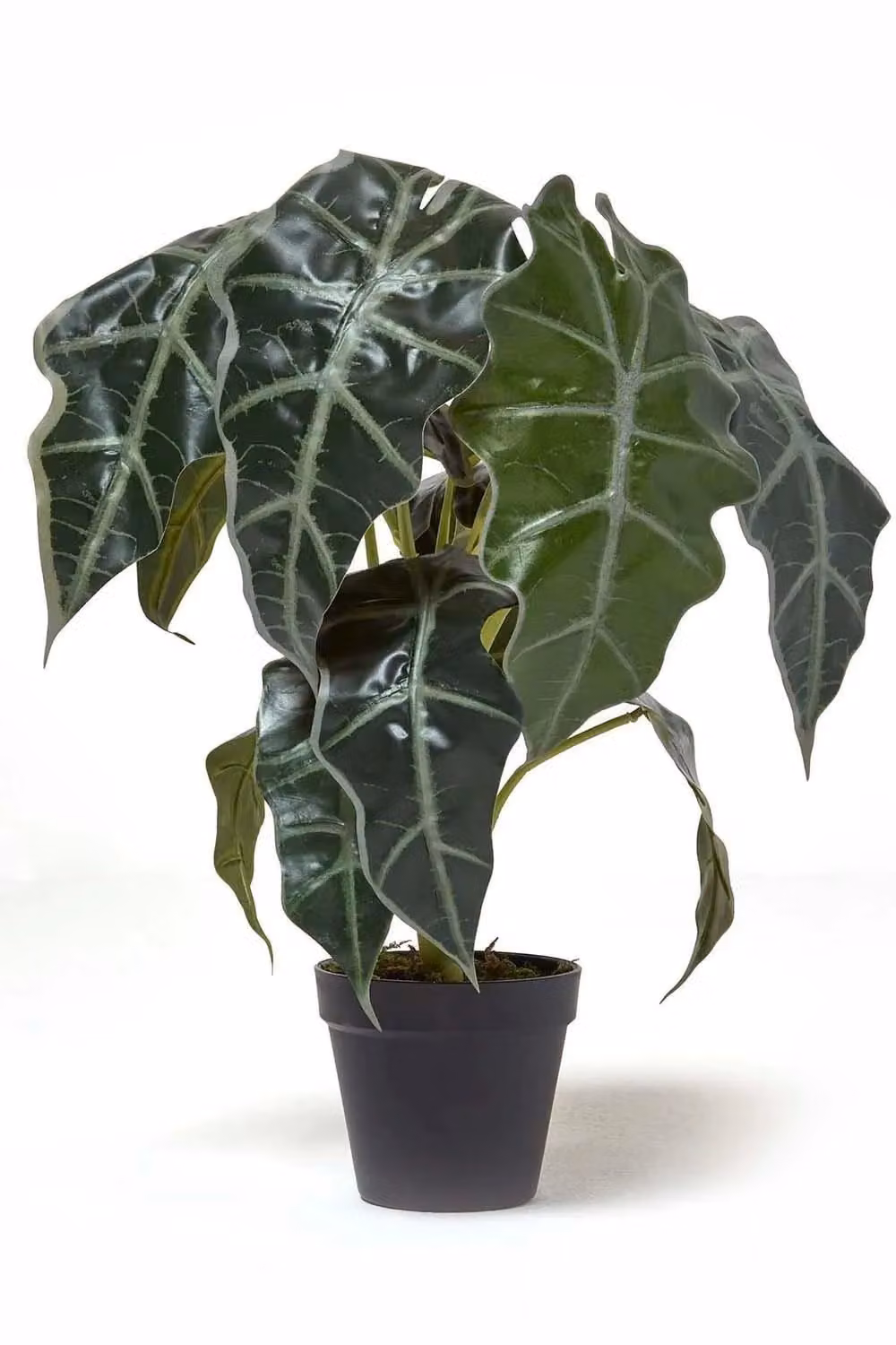 Homescapes Artificial Elephant Ear Plant in Green Pot, Height: 50 cm – 5