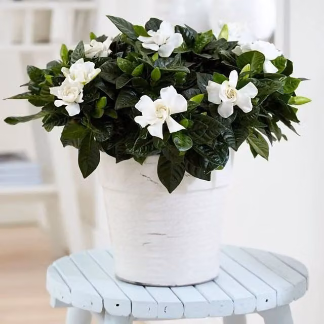 Primrose Gardenia jasminoides Flowering Jasmine Houseplant in a 13cm Green Plastic Pot – 1