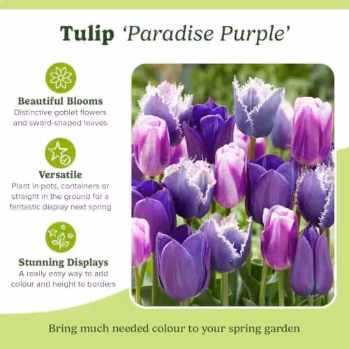 YouGarden Paradise Purple Tulip Mix, 20 Early Spring Flowering Bulbs – 2