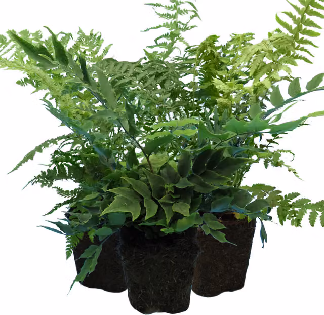 Plants By Post Pack of 3 Hardy Fern Mix Green Shield Holly and Male Fern Perennial Shade Garden Plants