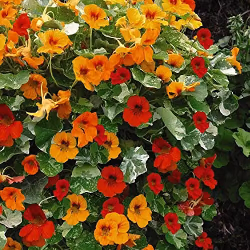 Thompson and Morgan Nasturtium Firebird Seeds Tropaeolum majus Orange and Red Blooms, 30 Seeds