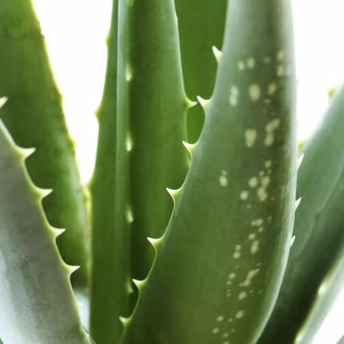 YouGarden Aloe Vera Succulent Houseplant in 14cm Pot, Green Indoor Plant – 3