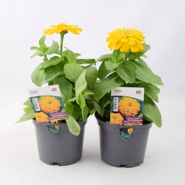Plants by Post Yellow Zinnia Summer Flowering Bedding Plants, 2 x 1L Pots