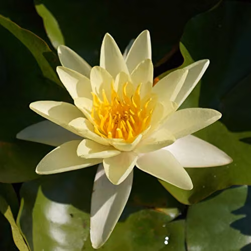 YouGarden Yellow Nymphaea Chromotella Water Lily Planting Kit – 2
