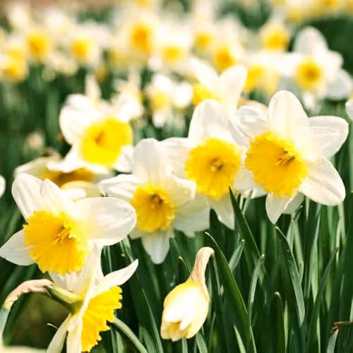 Thompson & Morgan Narcissus Attraction Spring Flowering Daffodil Bulbs, White and Yellow, 8 Bulbs – 2