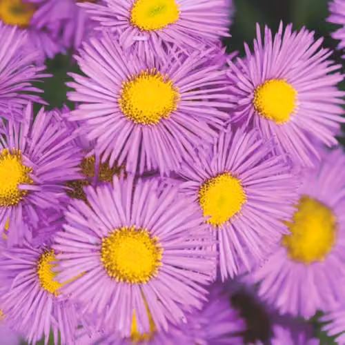 Thompson and Morgan Erigeron seciosus Pink Jewel Hardy Perennial, 2 x 9cm Pots – 2