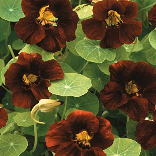 Thompson and Morgan Nasturtium Black Velvet Flower Seeds, 15 Seeds per Packet – 1