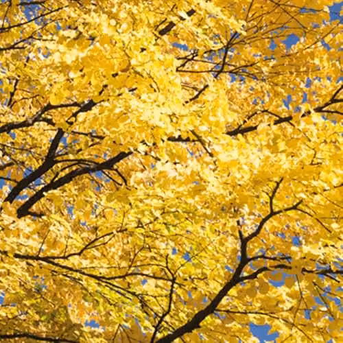 Thompson & Morgan Multi-Stemmed Cercidiphyllum Japonicum Katsura Tree with Fragrant Autumn Leaves, 3 x 9cm Potted Plants – 2