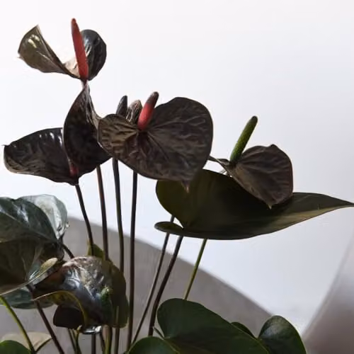 Thompson and Morgan Anthurium Black Love Flamingo Flower Indoor Potted Plant, Black Blooms, 12cm Pot – 2
