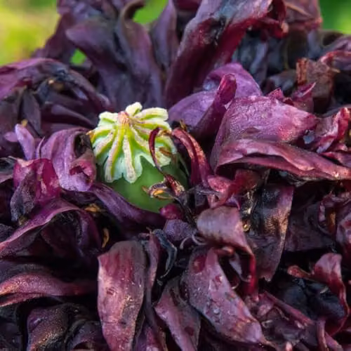 Thompson & Morgan Poppy Black Peony Seeds, Hardy Annual with Deep Red to Black Blooms, 600 Seeds – 2