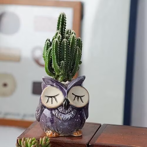 Simpa 6-Piece Multicolour Cartoon Owl Ceramic Plant Pots with Wood Bases, H 7.3 cm x Dia 7.3 cm – 5