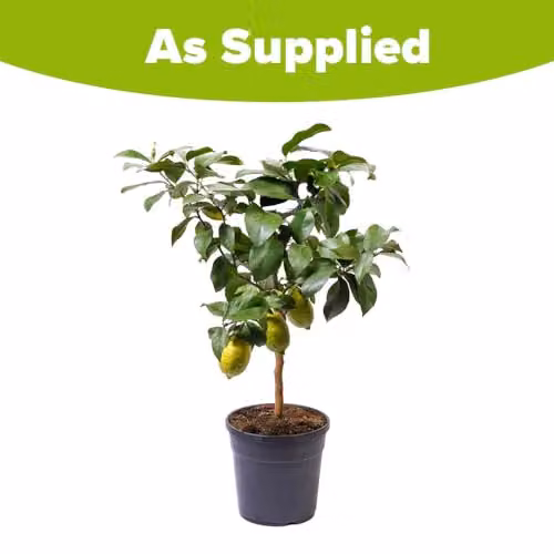 YouGarden Citrus Lemon Fruit Tree with Fragrant Flowers in a 20cm Pot – 6