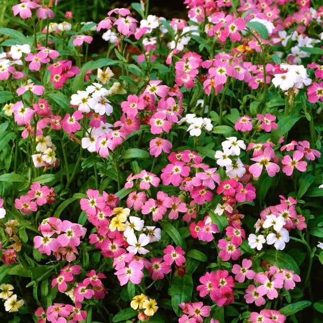Unwins Virginia Stardust Mix Multicolour Flower Seeds