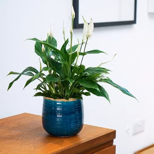 Plant Theory Spathiphyllum Wallisii Bellini Peace Lily Indoor Houseplant in a Green Plastic Pot – 3