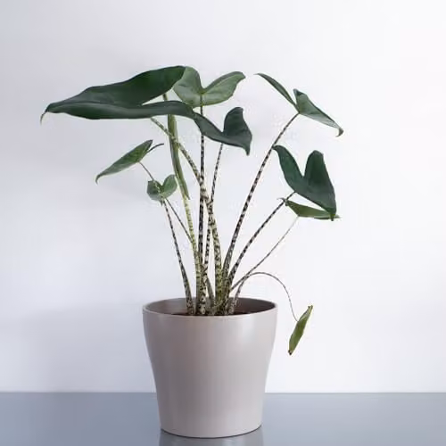YouGarden Alocasia Zebrina Indoor Houseplant in 17cm Pot