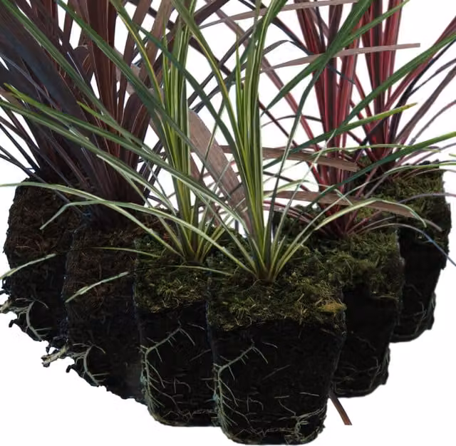 Plants By Post Pack of 3 Mixed Cordyline Plants Red Star, Charlie Boy and Torbay Dazzler, 1L, Burgundy, Pink and Variegated Green