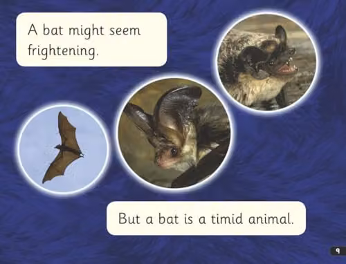 Read Write Inc. Phonics Bats Pink Set 3 Non-fiction 3 by Gill Munton, Oxford University Press, Paperback – 2