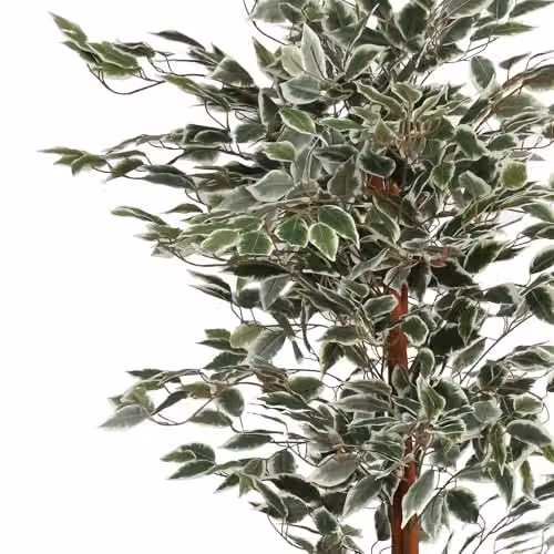 Leaf UK Artificial Ficus Tree, Green, H 160 cm x W 80 cm x D 80 cm – 2