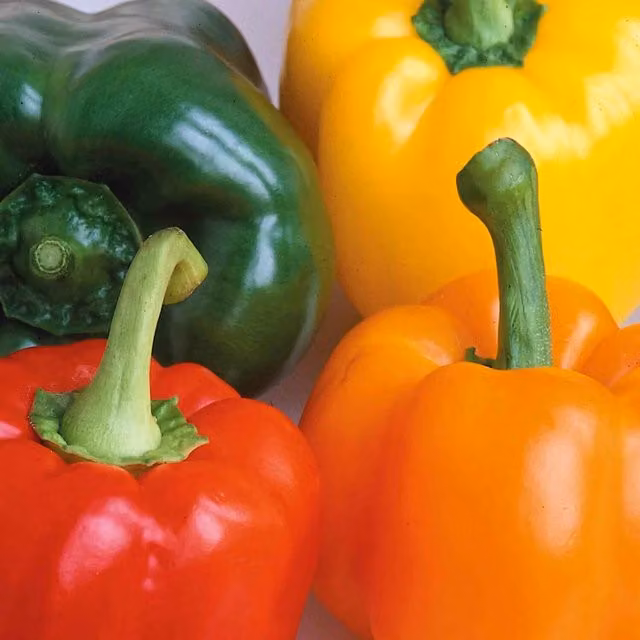 Marshalls Salad Festival F1 Mixed Pepper Seeds, Red, Yellow and Green, 15 Seeds