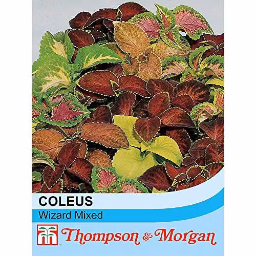 Thompson and Morgan Coleus Wizard Mixed Seeds, Multicolour Tender Perennial Plants, 50 Seeds – 2