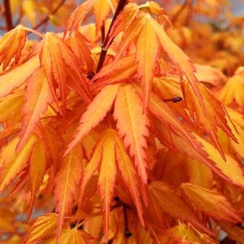 YouGarden Acer Palmatum Katsura Japanese Maple Tree in a 1.5L Pot