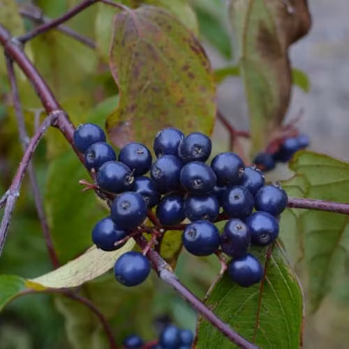 Thompson & Morgan Cornus Amomum Blue Cloud Deciduous Dogwood Shrub with White Spring Blooms and Blue Berries, Pack of 2, 9cm Pot