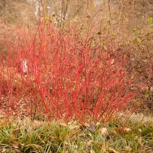Thompson and Morgan Cornus alba Siberian Pearls Dogwood Ornamental Shrub with White Flowers and Red Stems, 9cm Pot